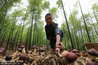 贵州省赤水市复兴镇仁蜜桃视频污app安装友村村民在竹林中采摘食用菌